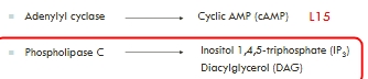 <p>2 key proteins activated by the trimeric G proteins are:</p><ul><li><p class="Paragraph WhiteSpaceCollapse SCXP76978636 BCX8" style="text-align: left;"><span><strong><span>Adenylyl cyclase</span></strong></span><span style="line-height: 0px;"><span></span></span></p></li><li><p class="Paragraph WhiteSpaceCollapse SCXP76978636 BCX8" style="text-align: left;"><span><strong><span>Phospholipase C</span></strong></span><span style="line-height: 0px;"><span></span></span></p></li></ul><p class="Paragraph WhiteSpaceCollapse SCXP76978636 BCX8" style="text-align: left;"></p><p class="Paragraph WhiteSpaceCollapse SCXP76978636 BCX8" style="text-align: left;"><span><span>These enzymes pass information down the signalling pathway by producing </span><strong><span>2</span></strong></span><span style="background-color: inherit;"><strong><span>nd</span></strong></span><span><strong><span> MESSENGERS</span></strong></span><span style="line-height: 0px;"><span>: See picture</span></span></p><p class="Paragraph WhiteSpaceCollapse SCXP76978636 BCX8" style="text-align: left;"></p><p></p>