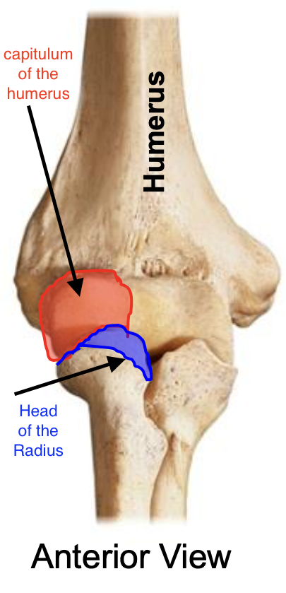 <p>capitulum of the humerus</p>