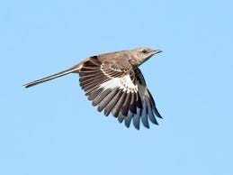 <p>Northern Mockingbird<br>Mimidae</p>