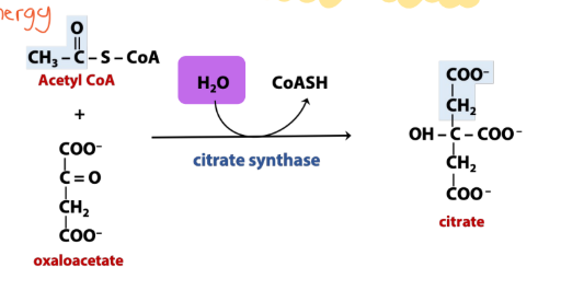 <p>What does synthase enzymes do?</p>