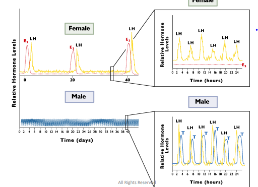 <p>Females also have basal pulsatile epides between ______</p>
