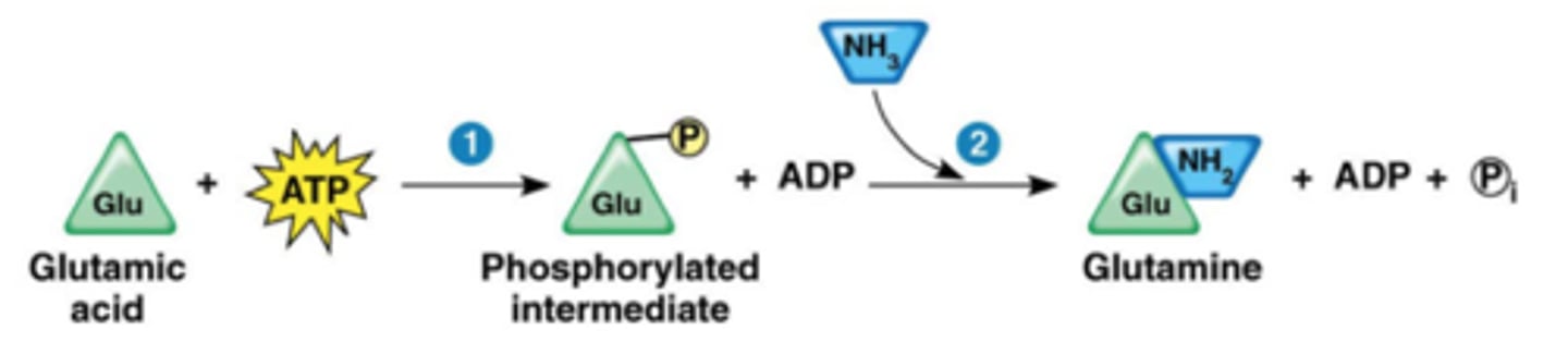 <p>recipient molecule in phosphorylation</p>