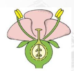 <p>flowers that have an <strong>inferior ovary</strong> and the <strong>other parts are superior</strong></p>