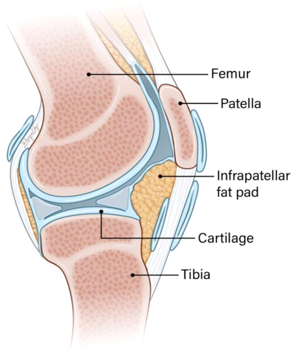 <p>Which type of synovial joint structure has:</p><ul><li><p>Superficial to the joint capsule</p></li><li><p>Protects articular cartilages</p></li><li><p>Act as&nbsp;“fill material”</p></li></ul><p></p>