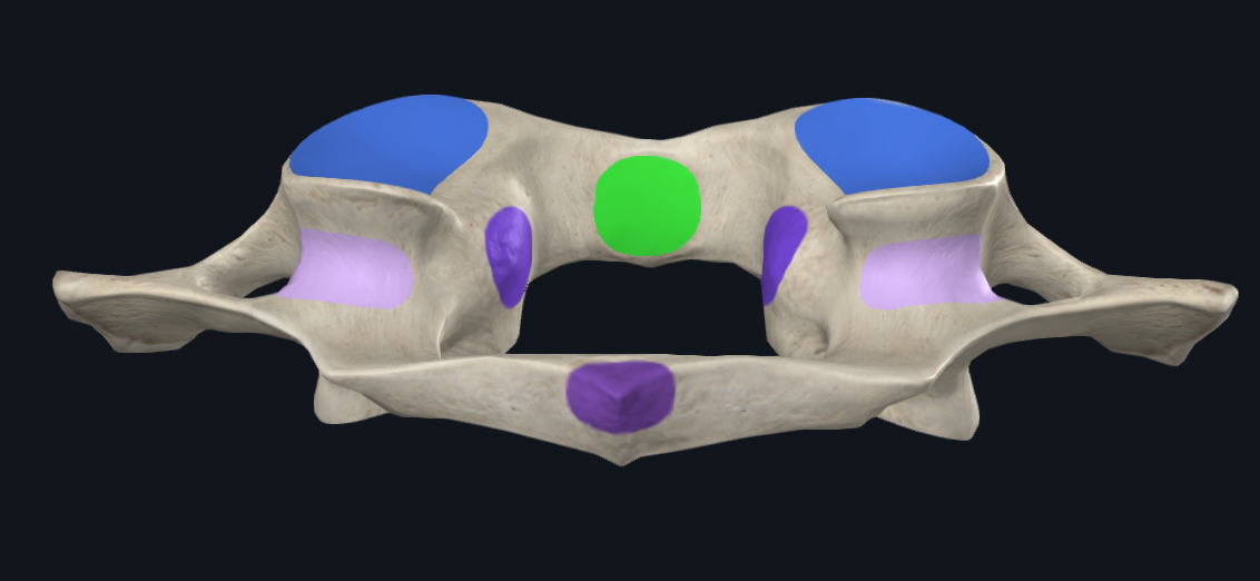 <p>name the bone and highlighted (green)</p>