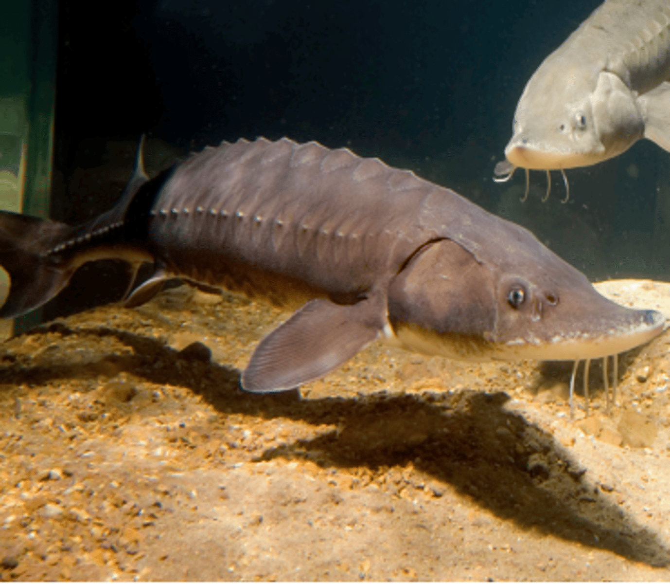 <p>-Actinoptyergii class</p><p>-no teeth</p><p>-heterocercal tail</p><p>-long flattened snout</p><p>-barbels under mouth: bottom feeder</p>