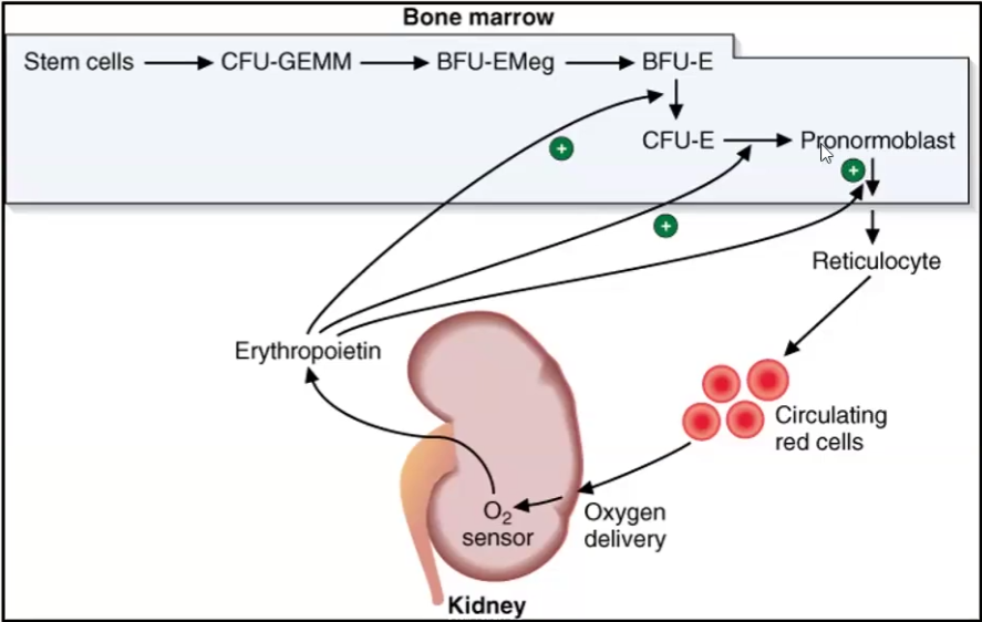 <ul><li><p>RBC production is regulated by the <strong>demand</strong> of oxygen delivery to tissues</p></li><li><p>In response to reduced tissue oxygenation, the _________ releases hormone called ___________ that stimulates ____________ and replication of ___________ progenitors</p></li><li><p>Describe the order of maturation of RBCs:</p><ol><li><p><strong>Stem cell</strong></p></li><li><p><strong>Mixed Myeloid Progenitor Cell (CFU-GEMM)</strong> → gives rise to granulocytes megakaryotes and monocytes</p></li><li><p><strong>BFU-E</strong> (burst forming unit-erythroid)</p></li><li><p><strong>CFU-E</strong> (colony-forming unit-erythroid)</p></li><li><p><strong>Pronormoblast</strong> → first recognizable RBC precursor</p></li><li><p><strong>Reticulocyte</strong> → forms after 4 rounds of division and still has organelles</p></li><li><p><strong>RBC →</strong> no organelles</p></li></ol></li></ul><p></p>