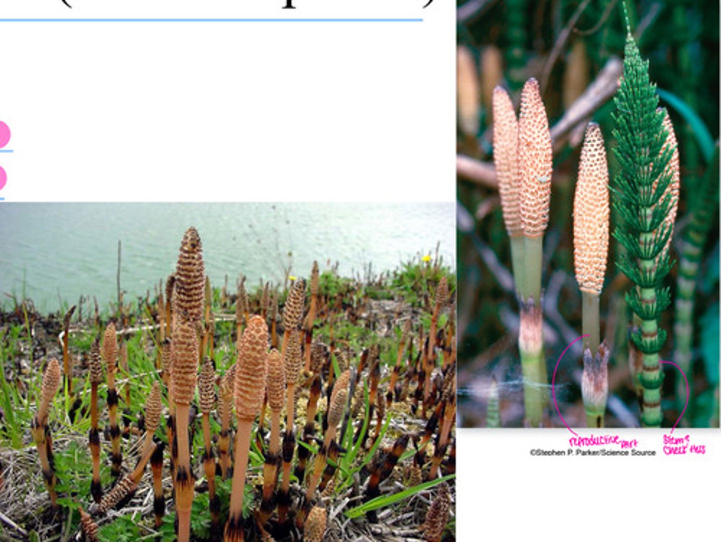 <p>Horsetails (Equisetum) (&lt;- genus)</p><p>• “Scouring rushes” due to the</p><p>silica stored in their hollow</p><p>stems</p><p>• Diuretic properties</p>