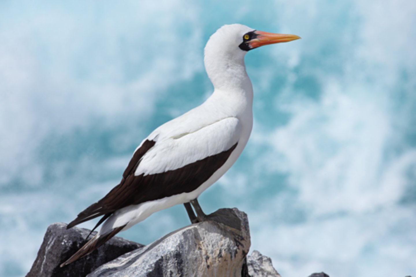 <p>Nazca Booby </p>
