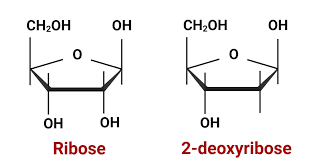 <p>ring of 5 Cs</p>