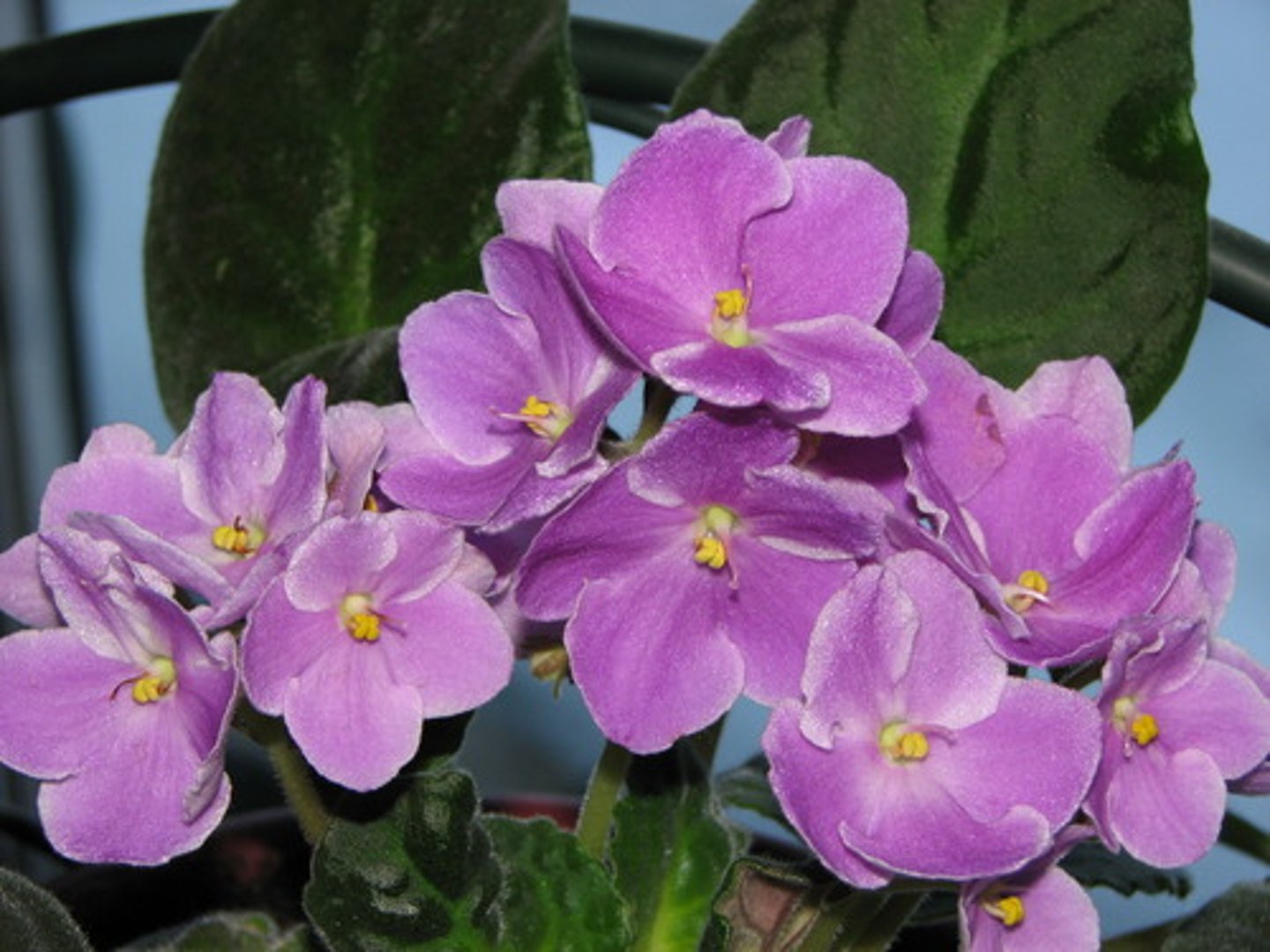 <p>purple</p>