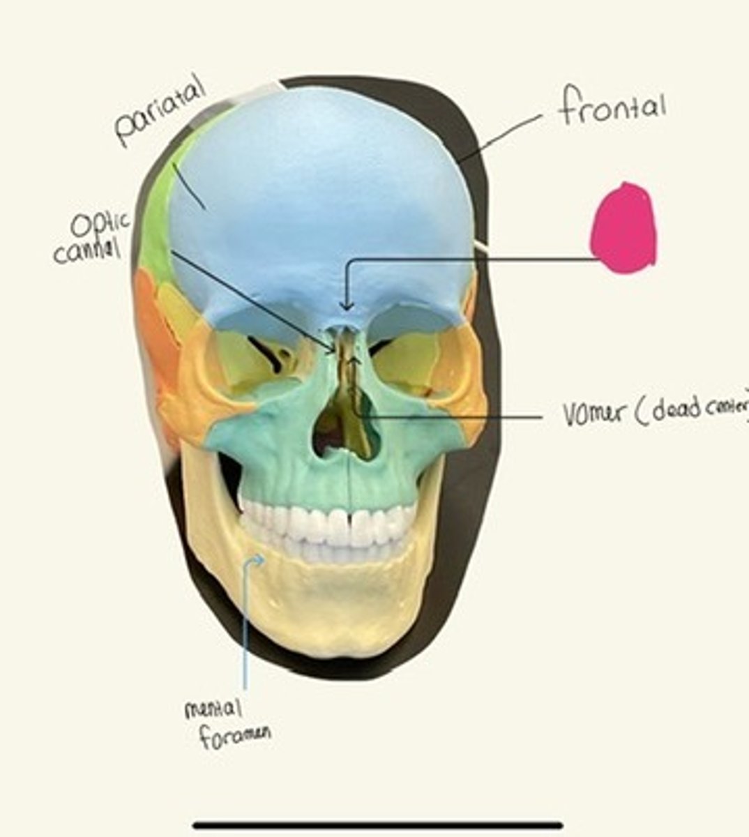 knowt flashcard image