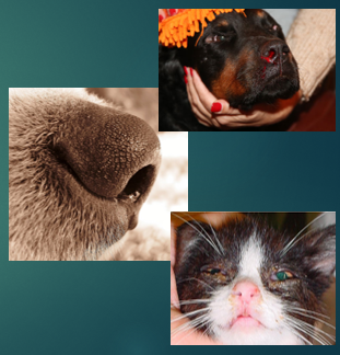 <p>Haemorrhagic nasal discharge </p>