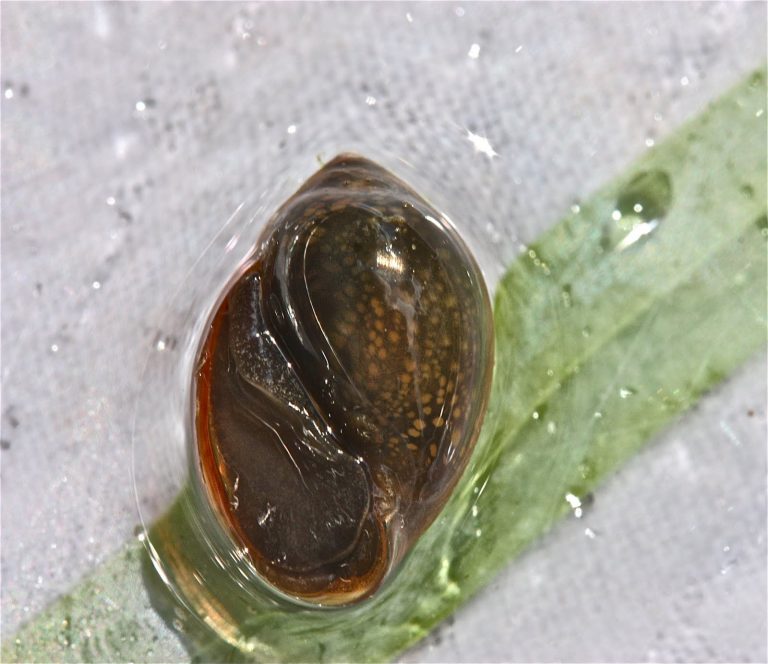 <p>Spiral open on the left </p>
