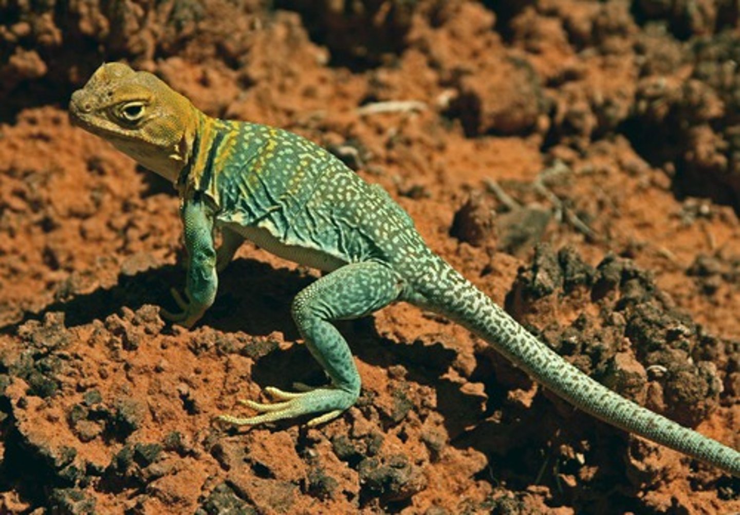 <p>a lizard</p>