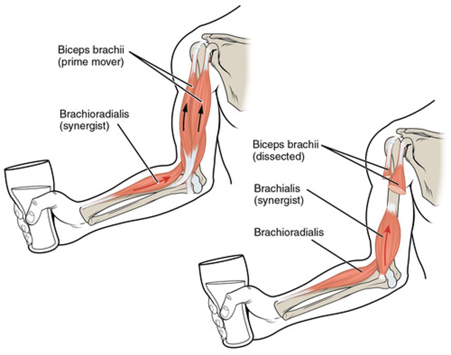<p>a muscle that contracts at the same time as a prime mover and assists it in carrying out its action<br><br>ex: brachialis is the synergist because it assists the biceps brachii when lifting a cup up</p>