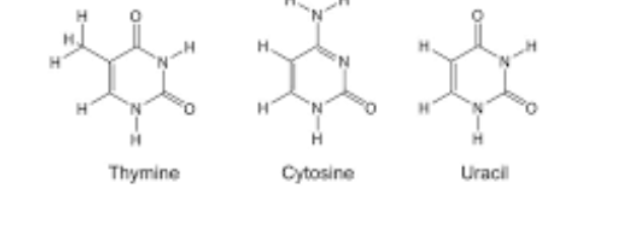 <p>thymine, cytosine, and uracil</p>