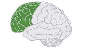 <p>lobe that is anterior to the central sulcus and superior to the lateral fissure</p>