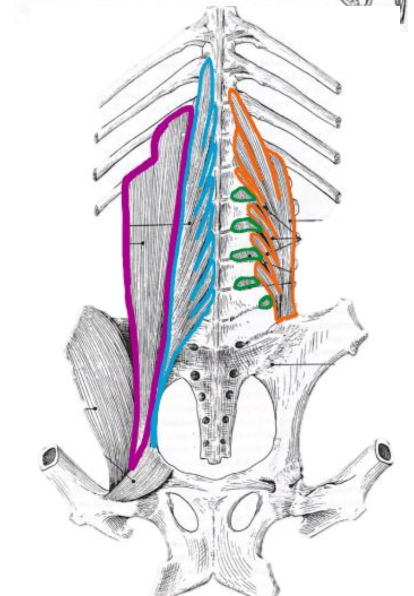 <p>Muscles hypoaxiaux = muscles fléchisseurs de la colonne vertébrale</p><p>➔ Groupe dorsal :</p><p>Superficiels :</p><p>- <span style="color: rgb(112, 48, 160)">Muscle grand psoas </span>(corps de vertèbres lombaires → crânial à l’acétabulum)</p><p>- <span style="color: rgb(0, 176, 240)">Muscle petit psoas </span>(processus transverses des vertèbres lombaires → petit trochanter)</p><p>Profonds :</p><p>- <span style="color: rgb(237, 125, 49)">Muscle carré des lombes </span>(processus transverses des vertèbres lombaires + dernières côtes → crête iliaque)</p><p>- Muscles intertransversaires des lombe</p>