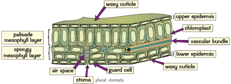 <ul><li><p><strong>Broad </strong>leaves = large <strong>SA </strong>exposed to <strong>light</strong></p></li><li><p><strong>Palisade layer</strong> has most chloroplasts, near top to get most <strong>light</strong></p></li><li><p><strong>Upper epidermis = transparent</strong>, light can pass through to <strong>palisade layer</strong></p></li><li><p>Have network of <strong>vascular bundles</strong> (transport vessels, <strong>xylem</strong> + <strong>phloem</strong>), deliver <strong>water </strong>+ other <strong>nutrients</strong> to every part of leaf + take away <strong>glucose</strong> produced by PSN; also help <strong>support </strong>leaf structure</p></li><li><p><strong>Waxy cuticle </strong>helps <strong>reduce water loss </strong>by evaporation</p></li><li><p>Leaf <strong>adaptations </strong>for efficient <strong>gas exchange </strong>also make <strong>PSN </strong>more efficient<br>e.g. lower surface full of stomata: little holes which let CO₂ diffuse directly into leaf</p></li></ul>