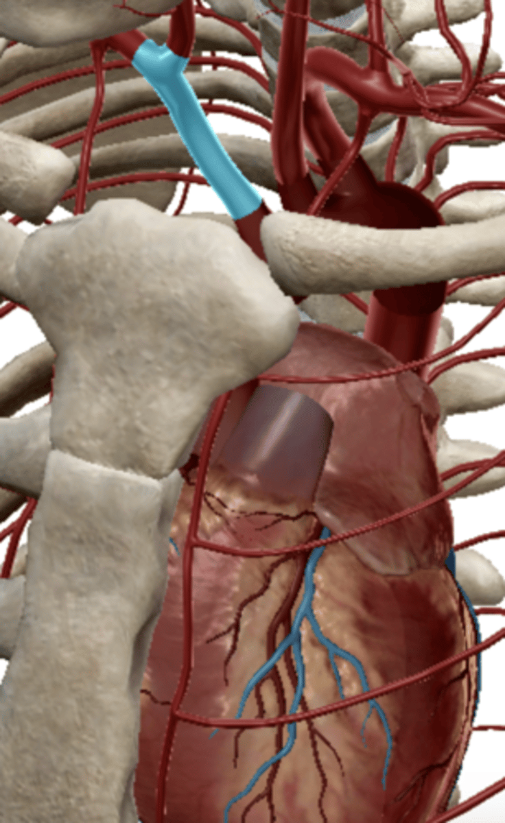 <p>supplies blood to the right arm and the head and neck</p>