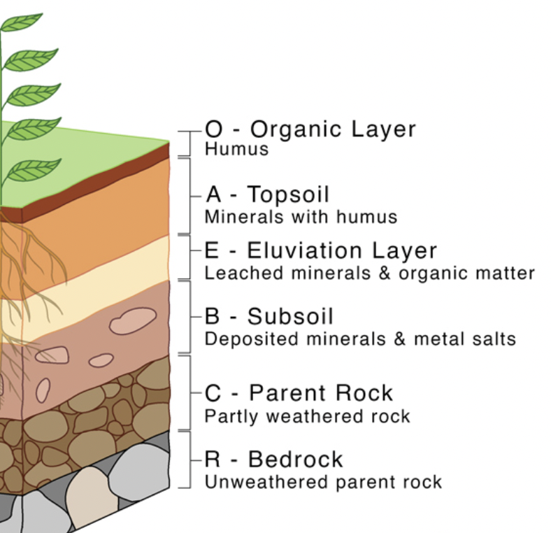 <p>Soil horizon</p>