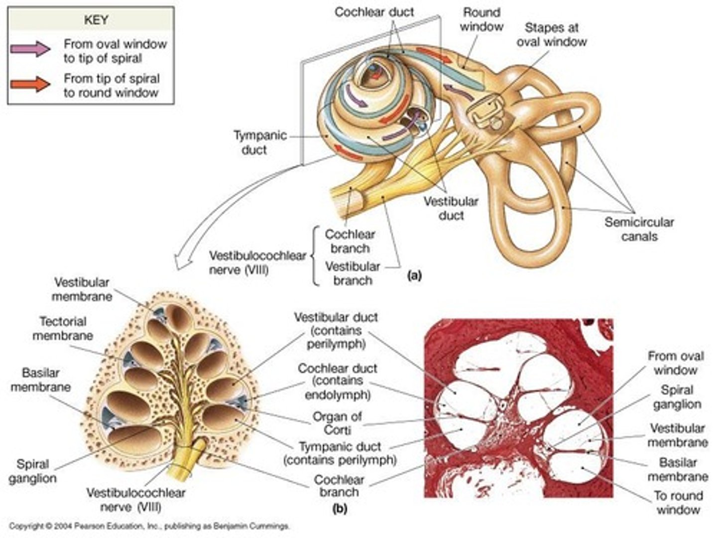 <p>The structure in the cochlear duct where hair cells are organized</p>
