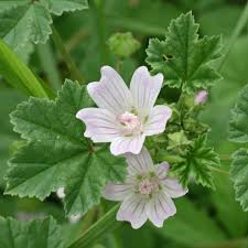 <p>malva neglecta</p>