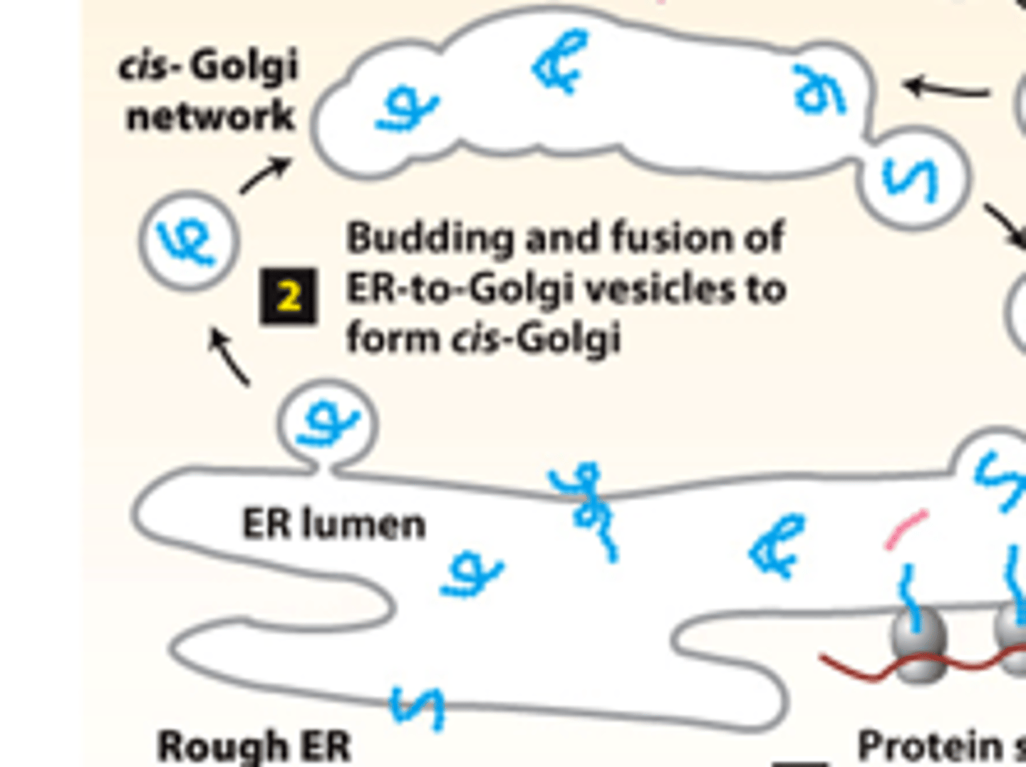 <p>secretory pathway, protein trafficking (stage 2): step 2--proteins packaged into transport vesicles that bud from the ER and fuse together to form a new ______-_________ ___________</p>