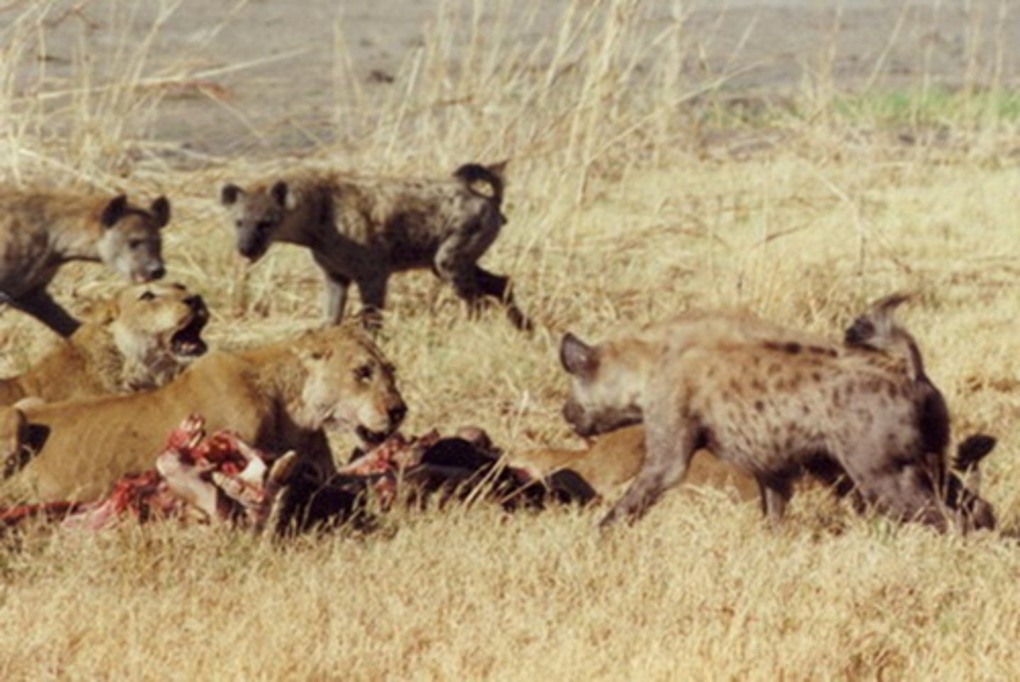 <p>the struggle between organisms to survive in a habitat with limited resources</p>