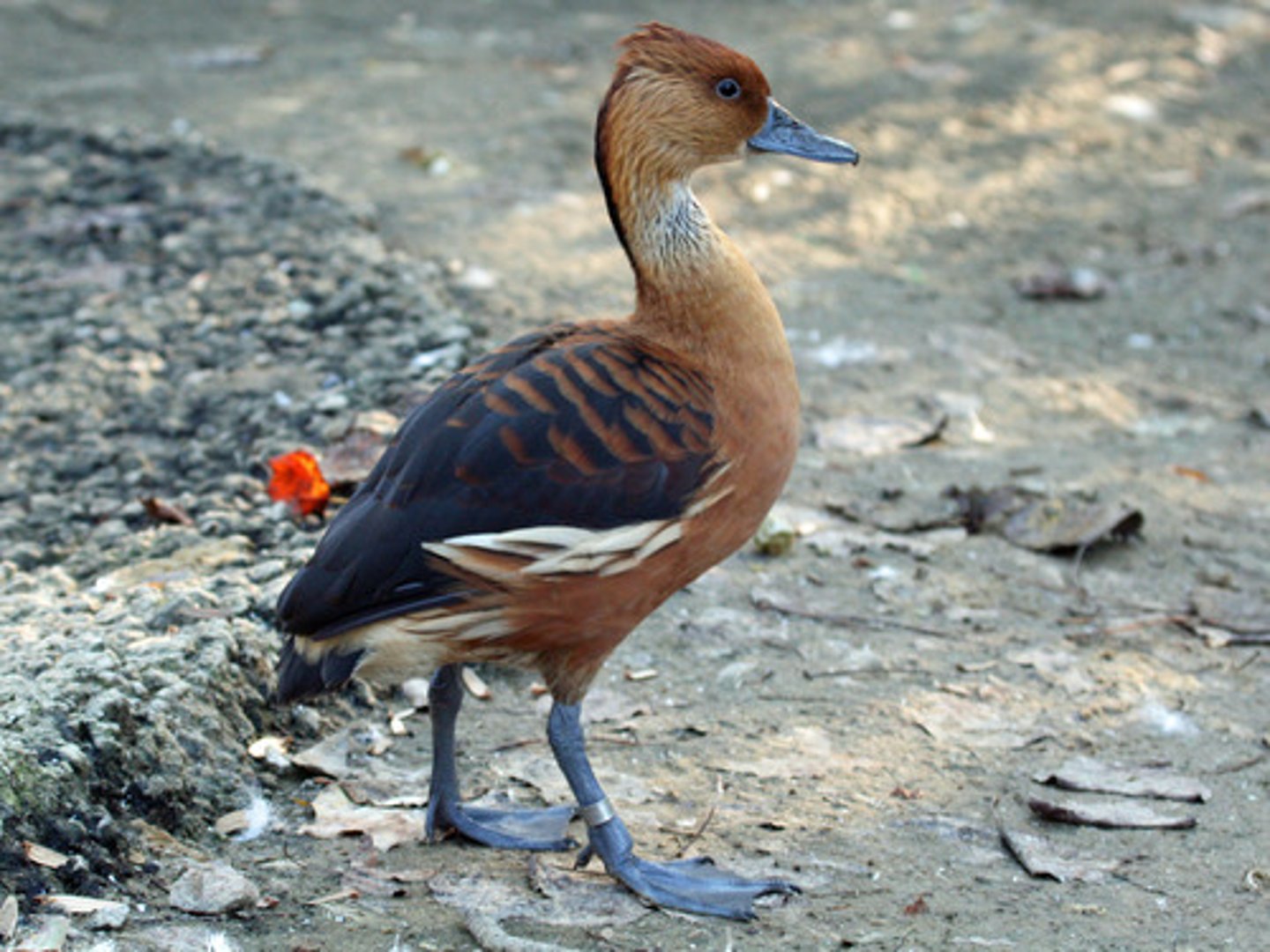 <p><span style="background-color: transparent;">bright blue legs, rice fields, standing posture,</span></p>