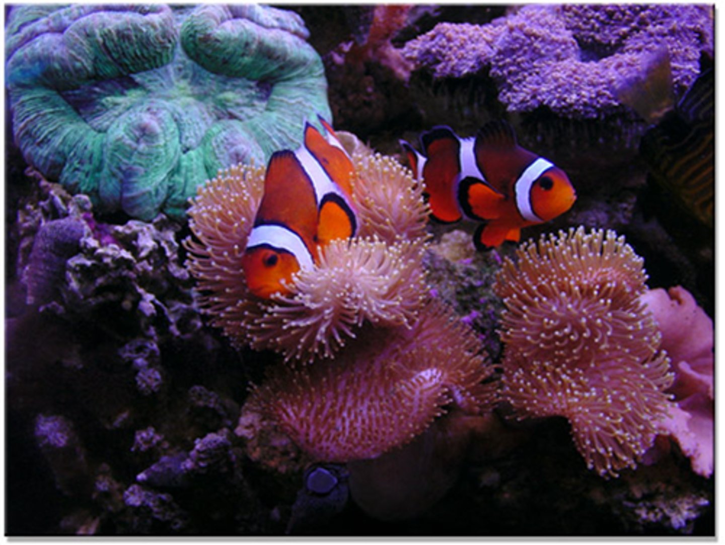 <p>interaction between two different organisms living in close physical association, typically to the advantage of both.</p>