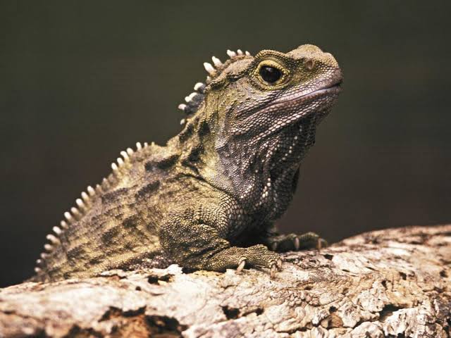 <p>Tuatara</p><ul><li><p>Sister to <strong>Squamata</strong> (lizards, snakes, and more lizards)</p></li></ul><p></p>