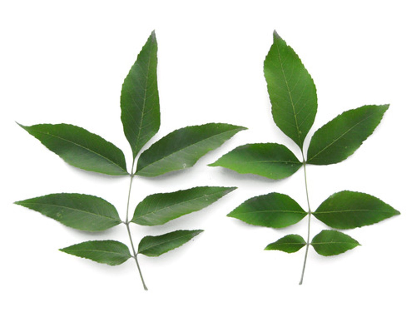 <p>(n.) the green part of a tree or plant</p>