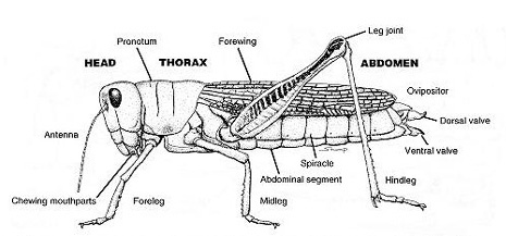 <ol><li><p>Pronotum</p></li><li><p>Forewing</p></li><li><p>Leg joint</p></li><li><p>Head</p></li><li><p>Thorax</p></li><li><p>Abdomen </p></li><li><p>Spiracle</p></li><li><p>Abdominal segment </p></li><li><p>Midleg </p></li><li><p>Antenna </p></li><li><p>Chewing mouthparts </p></li><li><p>Foreleg</p></li><li><p>Ovipositor </p></li><li><p>Dorsal valve</p></li><li><p>Ventral valve </p></li><li><p>Hind leg</p></li></ol><p></p>