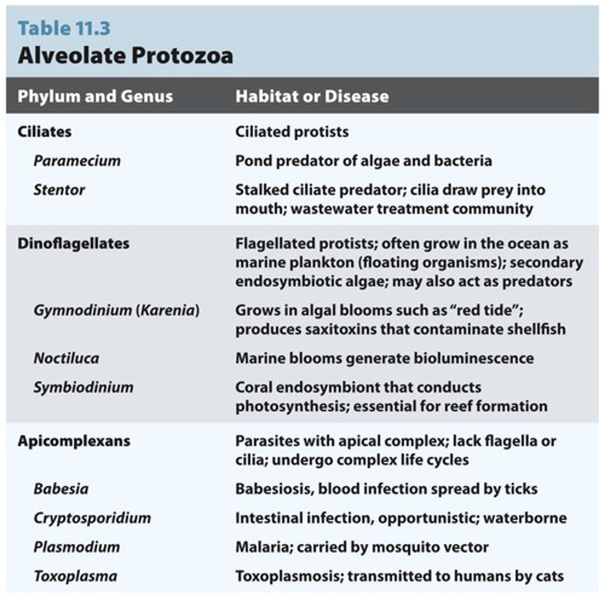 <p>Single-celled eukaryotic organisms, often pathogens.</p>