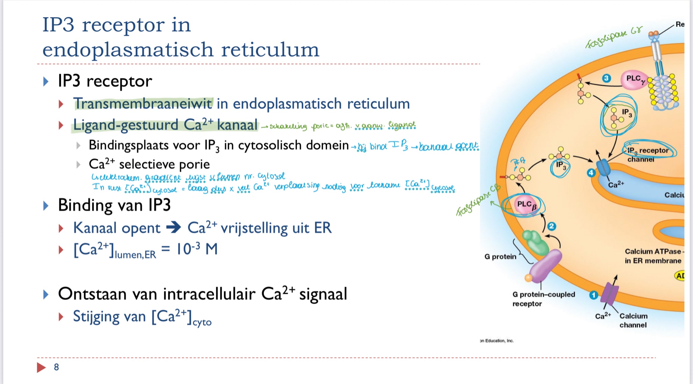 knowt flashcard image