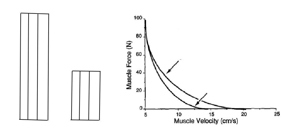 Force-Velocity 