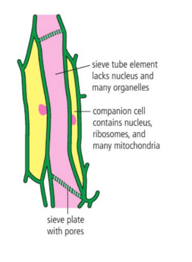 <p>Two cells that pair together into a functional unit and create a tube-like vascular network throughout the plant</p><p>Two cells: Sieve tubes and companion cells (both living)</p>