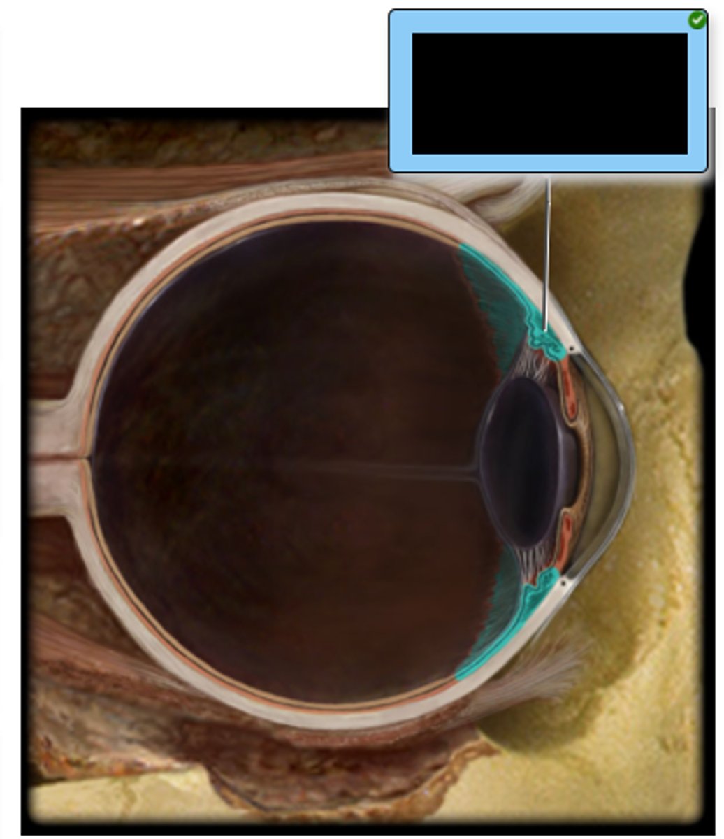 <p>Which structure controls the tension of the suspensory ligaments of the lens?</p><p>a. Iris</p><p>b. Choroid</p><p>c. Ora Serrata</p><p>d. Ciliary body</p><p>e. Optic disc</p>