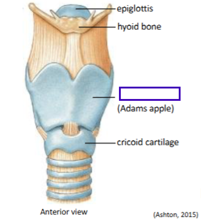 term image