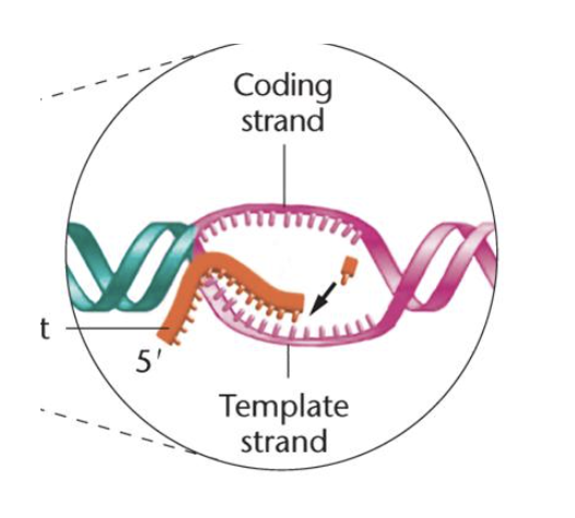 <ul><li><p><span>reaction is catalyzed by RNA polymerase core enzyme</span></p></li><li><p><span>NTPs added to the 3’ end of the nascent (new) RNA</span></p></li></ul><p></p>