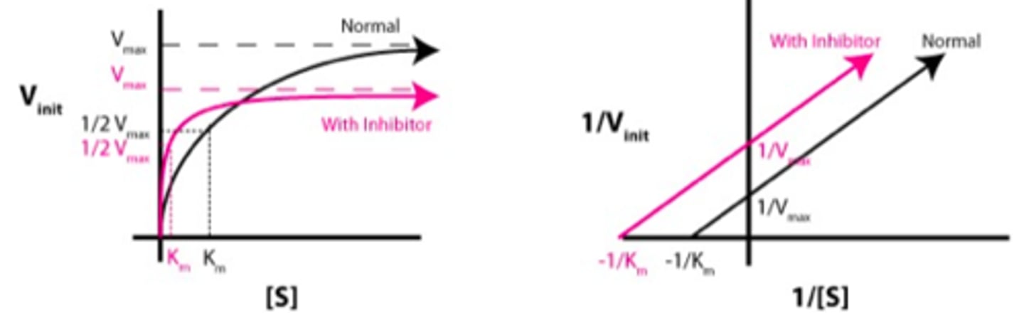 <p>lower Km and Vmax</p>