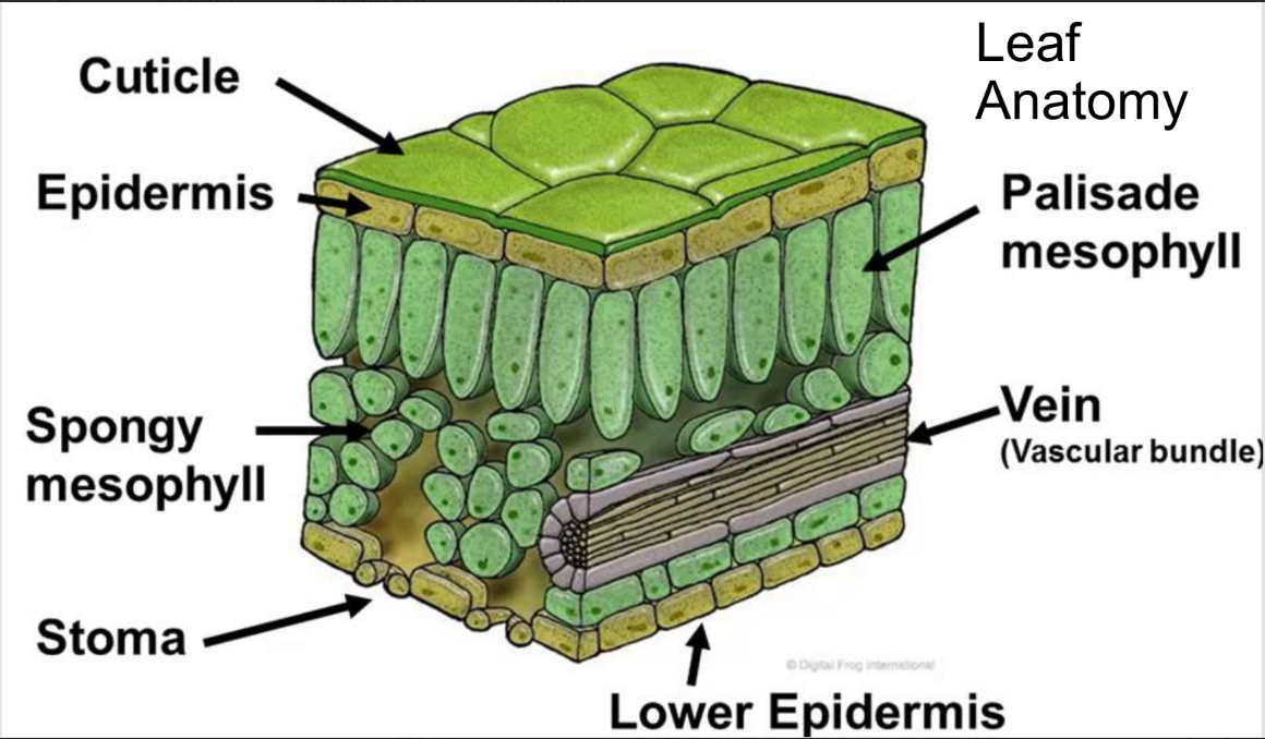 <ul><li><p></p><ul><li><p>Provides a large SA for photosynthesis</p></li><li><p>Transports sugar to other parts of plant</p></li><li><p><em>Upper/middle leaf: upper epidermis protects leaf and lets sunlight pass through to the mesophyll tissue where palisade cells perform most photosynthesis and spongy parenchyma cells allow gas exchange within the leaf. Vascular bundles ensure every cell in leaf is close to a supply of water + nutrients.</em></p></li><li><p><em>Lower leaf: lower epidermis contains guard cells and stomata, which play a significant role in transpiration.</em></p></li></ul></li></ul><p></p>