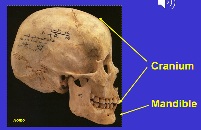 <p>Mandible &amp; cranium</p>