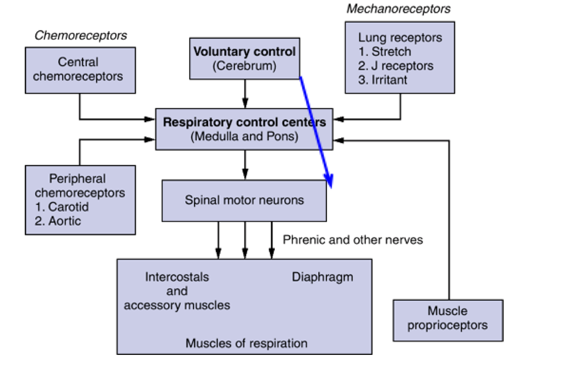 <ul><li><p>Respiratory control centers are located in the medulla oblongata and pons </p></li><li><p>Efferent pathways: motor neurons to the muscles of respiration </p></li><li><p>Afferent signals:</p><ul><li><p>Chemoreceptors located in the brain (central) and periphery (aortic and carotid bodies)</p></li><li><p>Mechanoreceptors in lung and muscle </p></li></ul></li></ul><p></p>