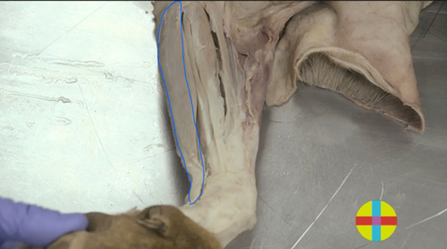 <p>Origen: epicóndilo md húmero.</p><p>- &nbsp;Retináculo de los flexores.</p><p>- &nbsp;Équidos: lig accesorio. Manica flexora a nivel del menudillo.</p><p>Inserción: 2a falange (cd).</p><p>Función: flexor carpo y de los dedos. Estabilizador art del menudillo. Extensor del codo.</p><p>Inervación: N. mediano y cubital</p>