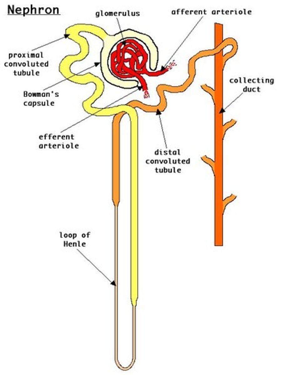 <p>The nephron is the functional unit of the kidney and the smallest unit that can perform all kidney functions.</p>