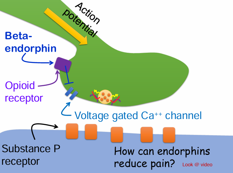 <p>B. Presynaptic terminal</p>