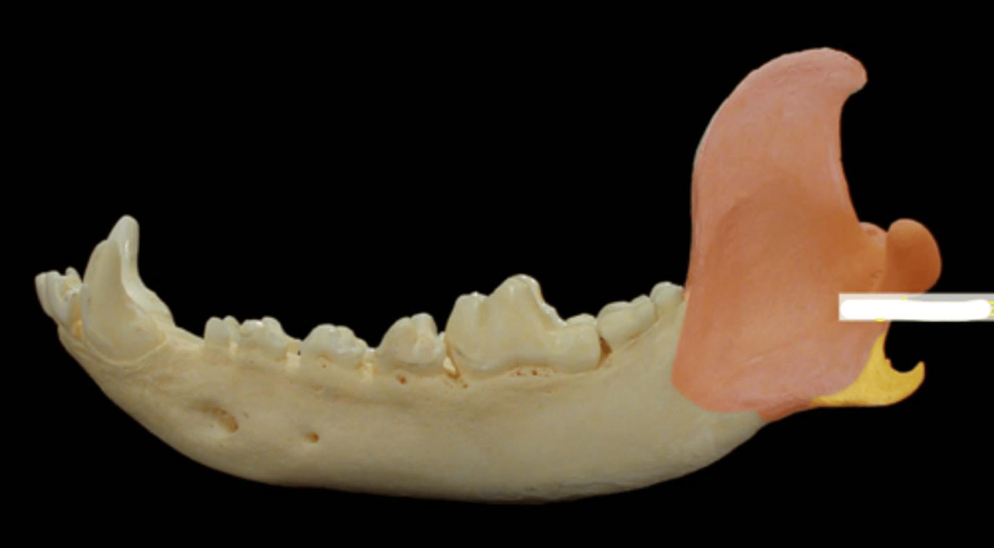 <p>What is the yellow highlighted region?</p>